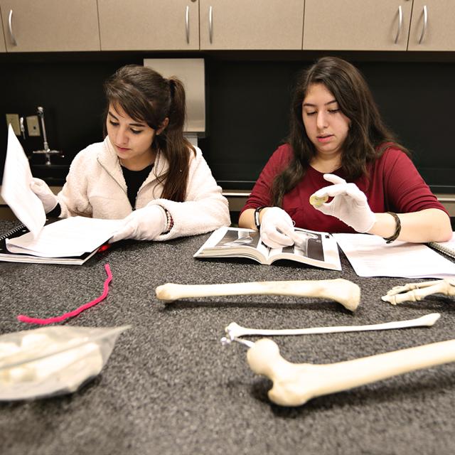 两个女学生在人类学课上检查骨头样本